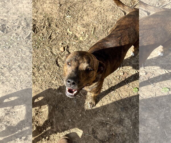 Medium Photo #3 American Pit Bull Terrier-Unknown Mix Puppy For Sale in Hillsboro, MO, USA