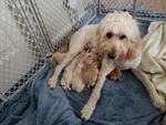 Small Photo #3 Goldendoodle Puppy For Sale in DALLAS, GA, USA