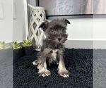 Small Photo #7 Schnauzer (Miniature) Puppy For Sale in FRANKLIN, IN, USA