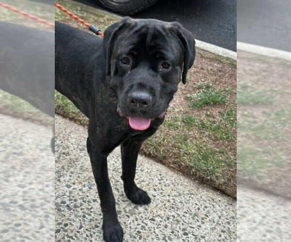 Medium Photo #10 Mastiff-Unknown Mix Puppy For Sale in New York, NY, USA