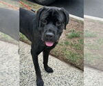 Small #9 Mastiff Mix