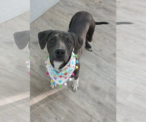 Medium Photo #6 Mutt Puppy For Sale in Murfreesboro, NC, USA