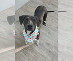 Small #5 Mutt