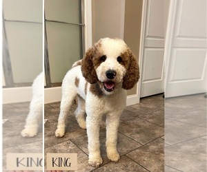 Father of the Goldendoodle puppies born on 05/04/2025