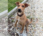 Small #5 German Pinscher Mix