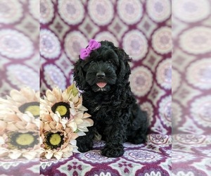 Cock-A-Poo Puppy for sale in NOTTINGHAM, PA, USA