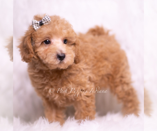 Medium Photo #4 Maltipoo (Toy) Puppy For Sale in WARSAW, IN, USA