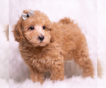 Small Photo #93 Maltipoo (Toy) Puppy For Sale in WARSAW, IN, USA