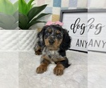 Small #1 Dachshund