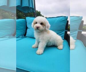 Miniature Bernedoodle Puppy for sale in FRANKLIN, IN, USA