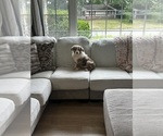 Small #7 Australian Shepherd