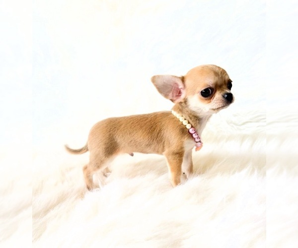 Medium Photo #1 Chihuahua Puppy For Sale in SACRAMENTO, CA, USA