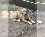 Small #3 Golden Labrador