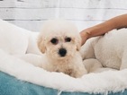 Small Maltipoo Mix