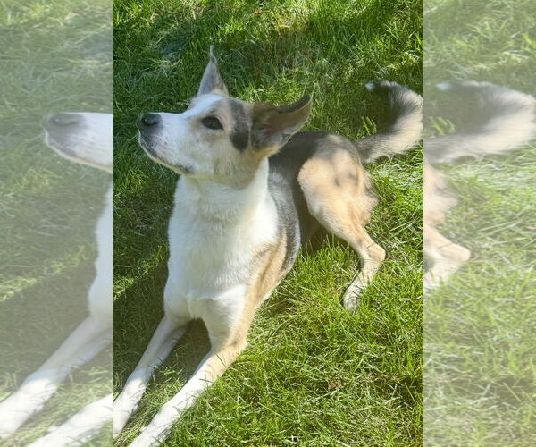 Medium Photo #4 Collie-Unknown Mix Puppy For Sale in Omaha, NE, USA