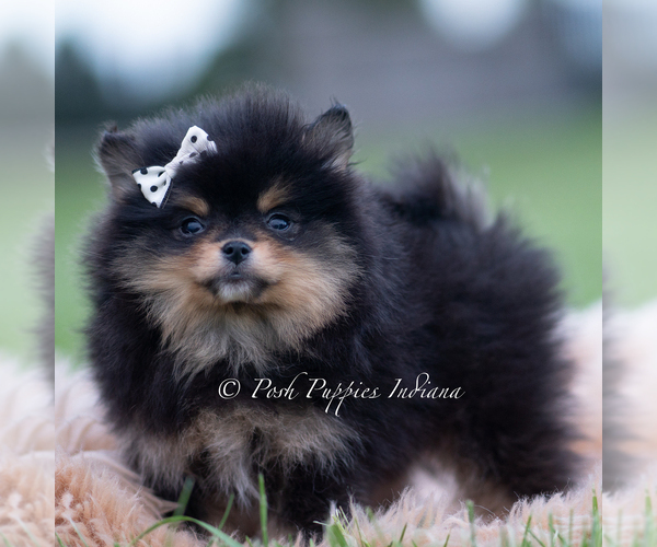 Medium Photo #5 Pomeranian Puppy For Sale in WARSAW, IN, USA