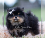 Small Photo #5 Pomeranian Puppy For Sale in WARSAW, IN, USA