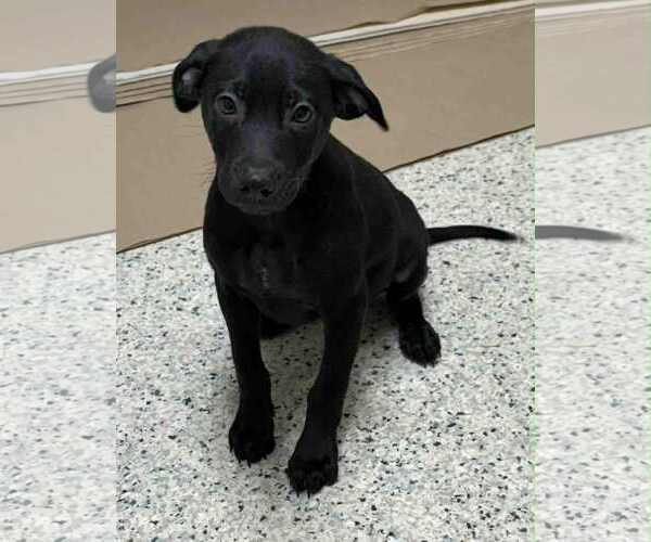 Medium Photo #2 Labrador Retriever Puppy For Sale in Mechanicsburg, PA, USA