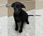 Small #1 Labrador Retriever