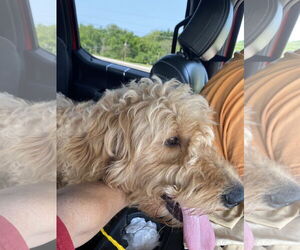 Goldendoodle Dogs for adoption in Hillsboro, MO, USA