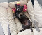 Small #1 Chihuahua Mix