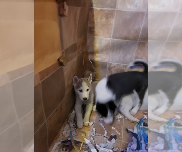 Medium Photo #4 Siberian Husky Puppy For Sale in BELOIT, WI, USA