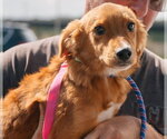 Small #5 Pyrenees Border Collie
