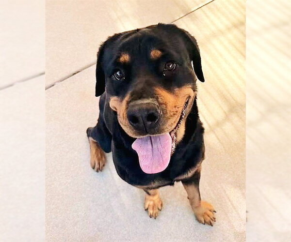 Medium Photo #1 Rottweiler Puppy For Sale in Sacramento, CA, USA