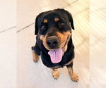MINNIE - Female Rottweiler Dog for Adoption - Small photo