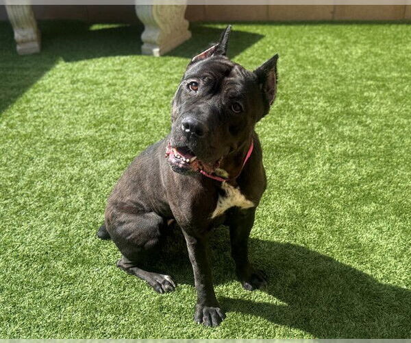 Medium Photo #2 Mutt Puppy For Sale in Moreno Valley, CA, USA