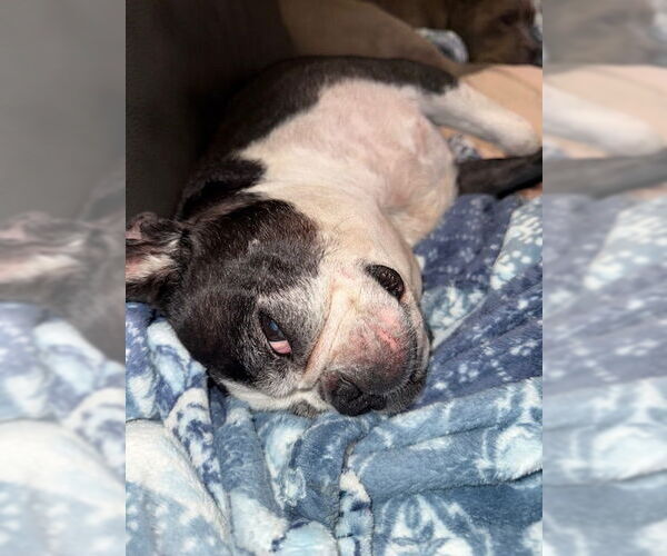 Medium Photo #8 Boston Terrier Puppy For Sale in Huntington Beach, CA, USA