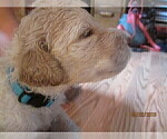 Small Photo #6 Labradoodle Puppy For Sale in DURHAM, CA, USA