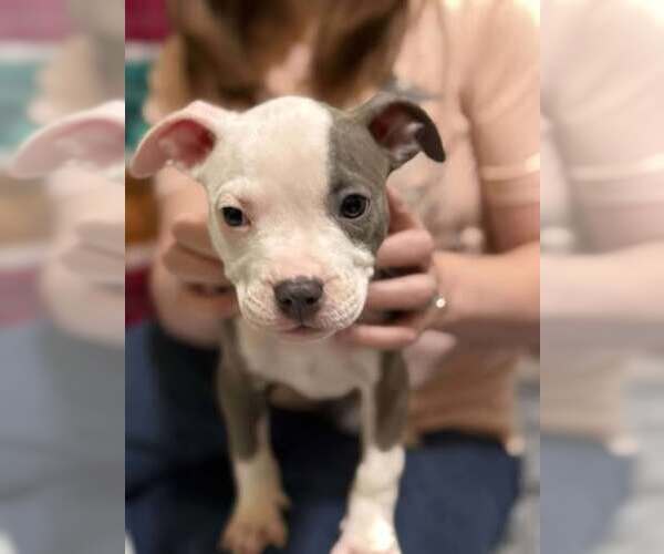 Medium Photo #1 Mutt Puppy For Sale in Rockville, MD, USA