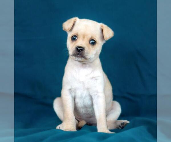 Medium Photo #1 Chug Puppy For Sale in San Diego, CA, USA