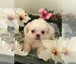 Small Photo #2 Shih Tzu Puppy For Sale in LIGNUM, VA, USA