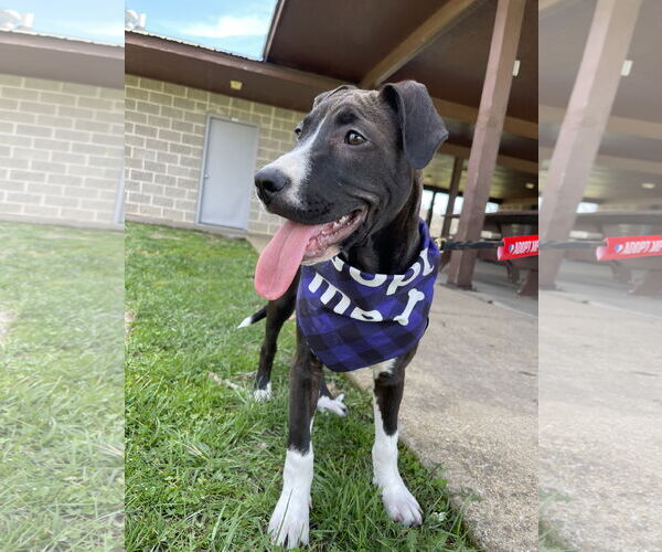 Medium Photo #9 American Pit Bull Terrier-Unknown Mix Puppy For Sale in Hillsboro, MO, USA