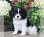 Small Photo #3 Cava-Tzu Puppy For Sale in GORDONVILLE, PA, USA