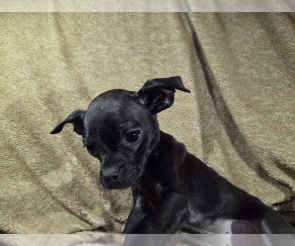 Medium Photo #6 Chug Puppy For Sale in HILLSDALE, MI, USA