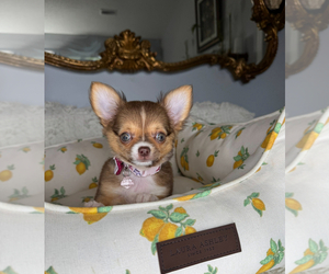Chihuahua Puppy for sale in CHARLOTTE, NC, USA