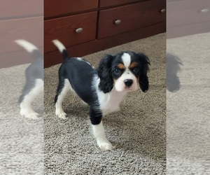 Cavalier King Charles Spaniel Puppy for sale in PLACENTIA, CA, USA