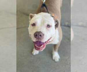 Mutt Dogs for adoption in Mount Laurel, NJ, USA