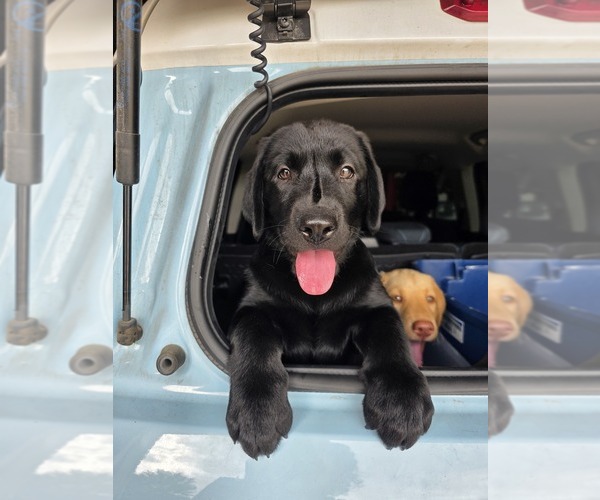 Medium Photo #1 Labrador Retriever Puppy For Sale in SHELBYVILLE, IN, USA