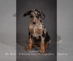Small Photo #15 Australian Shepherd Puppy For Sale in PLEASANTON, KS, USA