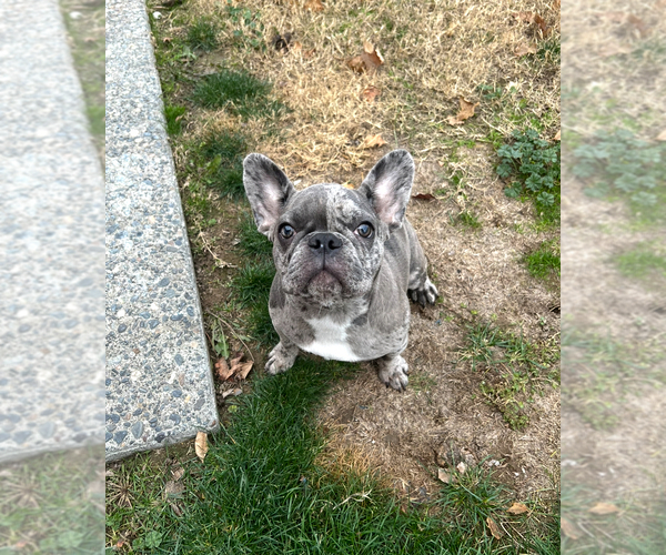 Medium Photo #1 French Bulldog Puppy For Sale in PASCO, WA, USA