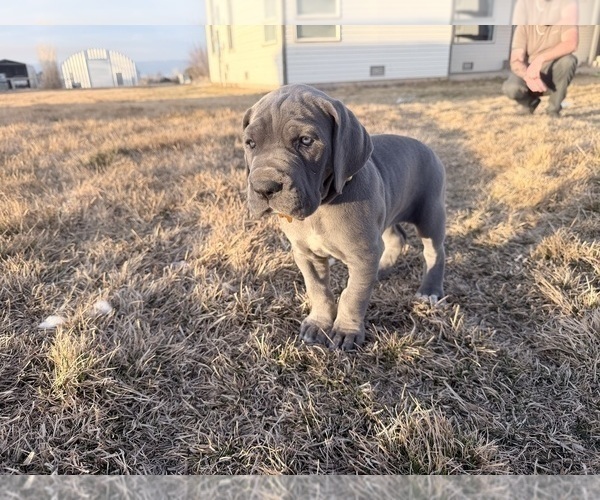 Medium Photo #8 Great Dane Puppy For Sale in OLATHE, CO, USA
