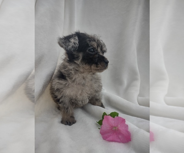 Medium Photo #1 Wapoo Puppy For Sale in SENECA FALLS, NY, USA