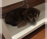 Small #3 Mutt