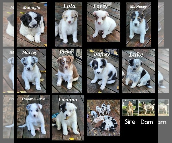 Medium Photo #1 Texas Heeler Puppy For Sale in UTICA, NY, USA