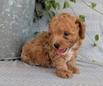 Small Photo #31 Poodle (Toy) Puppy For Sale in GOSHEN, IN, USA