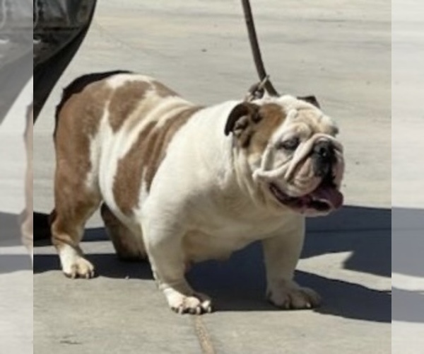 Medium Photo #1 English Bulldog Puppy For Sale in PALMDALE, CA, USA